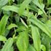 Philodendron Panduriforme Plant