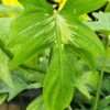 Philodendron Pedatum Plant
