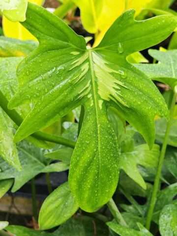 Philodendron Pedatum Plant