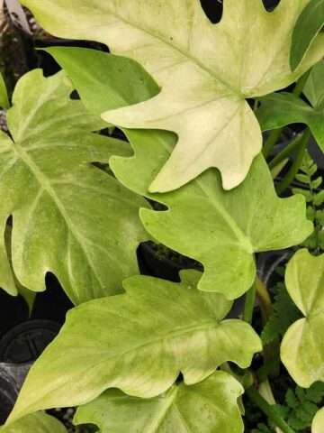 Lg. Philodendron Radiatum V Ultra Aurea Plant