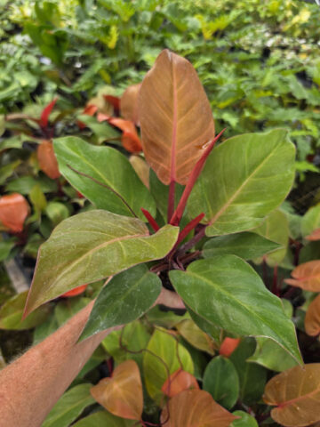 Alternative view of Checkout Special, Philodendron Sun Red, limit 1