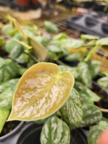 Rare! Philodendron Peru Pink Round Leaf (best indoors)