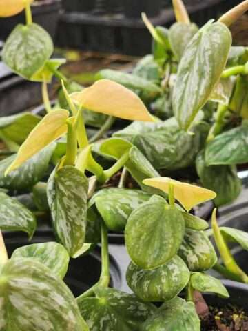 Alternative view of Rare! Philodendron Peru Pink Round Leaf (best indoors)