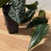 Scindapsus Bentol Black Mamba Plant