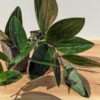 Scindapsus Treubii Dark Form Plant