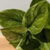Scindapsus Treubii Mint Variegata Plant