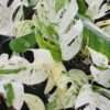 Checkout Special, Epipremnum Pinnatum Marble Var, limit 1