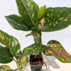 Pink Horizon Aglaonema Plant