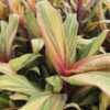 Lg. Bolero Tri-Color Hawaiian Ti Plant (cordyline sp.)