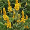 Lg. Sunshine Candle Bush (senna alata)