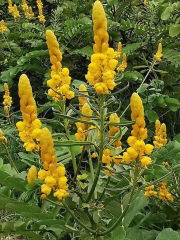 Lg. Sunshine Candle Bush (senna alata)