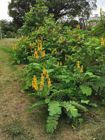 Alternative view of Lg. Sunshine Candle Bush (senna alata)