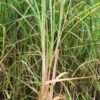 Lg. Citratus Lemongrass Best For Tea & Aroma (cymbopogon citratus)