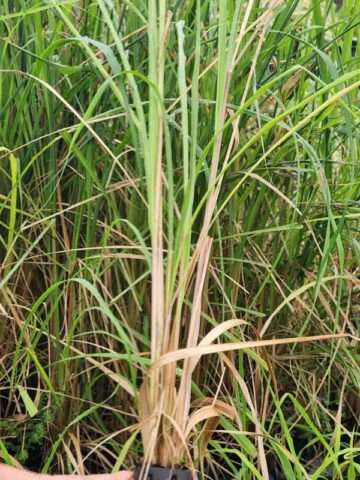 Lg. Citratus Lemongrass Best For Tea & Aroma (cymbopogon citratus)