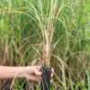 Lg. East-Indian Lemongrass Best For Cooking (cymbopogon flexuosus)