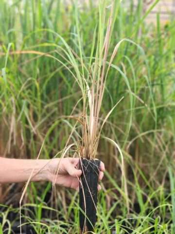 Lg. East-Indian Lemongrass Best For Cooking (cymbopogon flexuosus)