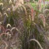Lg. Red Fountain Grass (pennisetum setaceum)