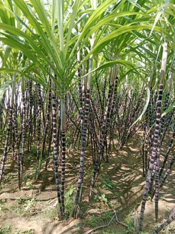 Lg. Black Cherry Sugarcane Plant (saccharum officinarum)