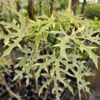 Lg. Variegated Maya Spinach Tree (cnidoscolus chayamansa)