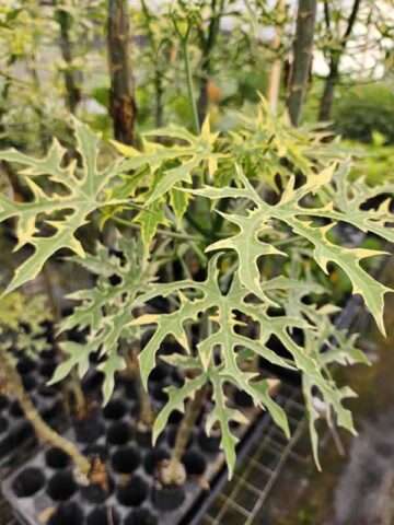 Lg. Variegated Maya Spinach Tree (cnidoscolus chayamansa)