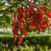 Lg. Cockspur Coral Tree (erythrina crista-galli)