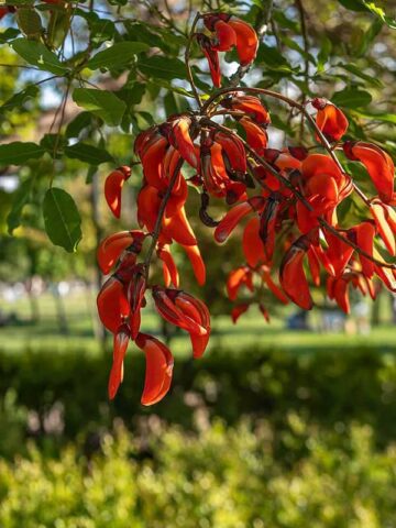 Lg. Cockspur Coral Tree (erythrina crista-galli)