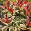 Lg. Ficus Elastica Tineke (ficus sp.)