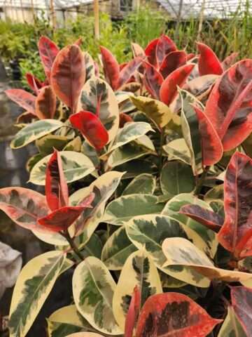 Lg. Ficus Elastica Tineke (ficus sp.)