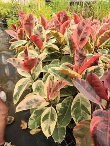 Alternative view of Lg. Ficus Elastica Tineke (ficus sp.)