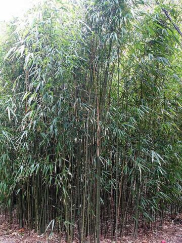 XL Square Stem Bamboo (chimonobambusa quadrangularis grove, running)