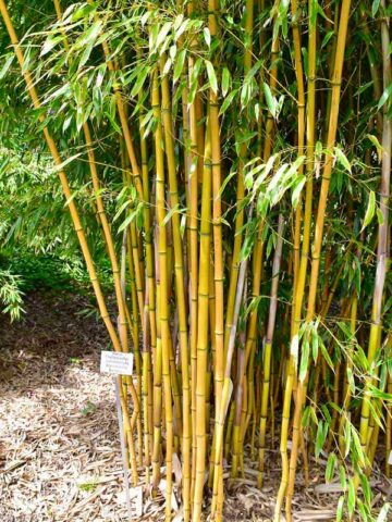 XL Golden Goddess Bamboo (phyllostachys aurea gold grove, running)