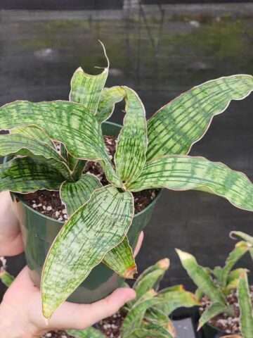 Alternative view of XL New Introduction Cleopatra Snake Plant (sansevieria pulchra hybrid)