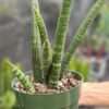 XL Limited Cylindrica Verticularis Snake Plant (sansevieria)