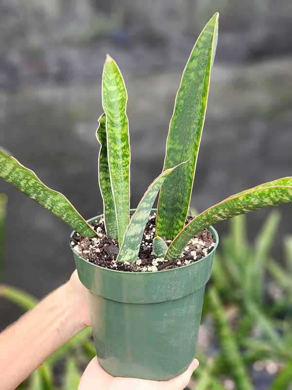 XL Showy Fischeri Leopard Bat Snake Plant (sansevieria) - Image 3