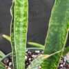 XL Showy Fischeri Leopard Bat Snake Plant (sansevieria)
