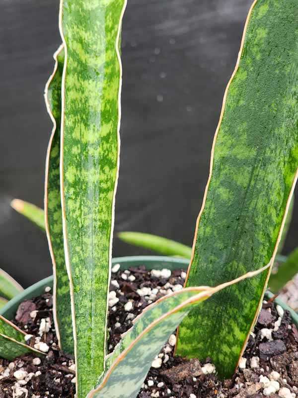 XL Showy Fischeri Leopard Bat Snake Plant (sansevieria)