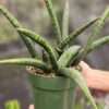XL Collectors Fischeri Singularus Snake Plant (sansevieria)