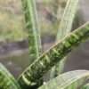 Lg. Collectors Fischeri Singularus Snake Plant (sansevieria)