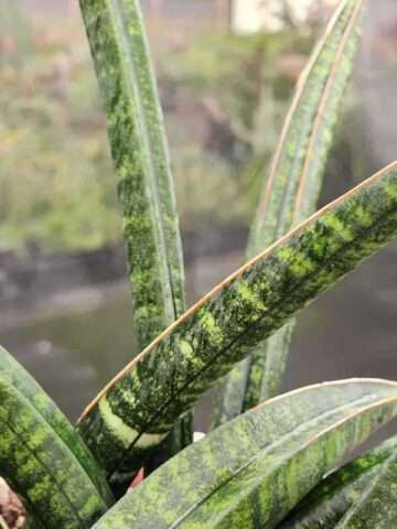 Lg. Collectors Fischeri Singularus Snake Plant (sansevieria)