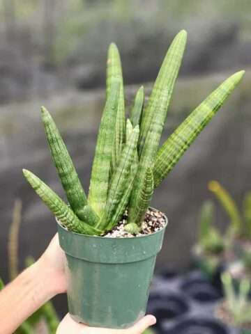 XL Showy Giant Starfish Snake Plant Deep Sea (sansevieria hybrid)