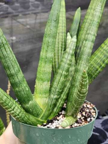 Lg. Showy Giant Starfish Snake Plant ‘Deep Sea’ (sansevieria hybrid)