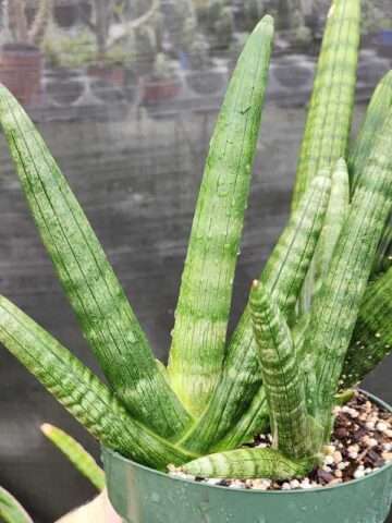 Alternative view of XL Showy Giant Starfish Snake Plant Deep Sea (sansevieria hybrid)