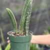 XL Unusual Hallii Baseball Bat Snake Plant (sansevieria)