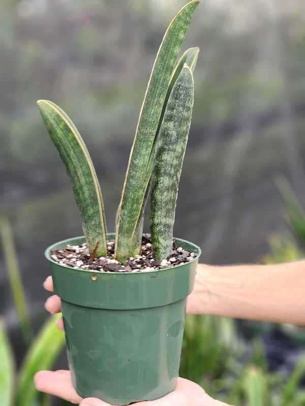 XL Unusual Hallii Baseball Bat Snake Plant (sansevieria)