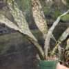 XL Kirkii Pulchra Coppertone Snake Plant (sansevieria pulchra hybrid)