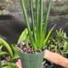 XL Narrow Leaf Schweinfurthii Snake Plant (sansevieria)