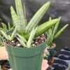 XL Silver Giant Snake Plant (sansevieria hybrid)