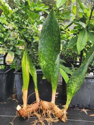 Alternative view of Lg. Huge Masoniana Splendens Wide Leaf Snake Plant (sansevieria)