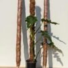 2 Stackable Coco Grow Poles 34 (inches tall)