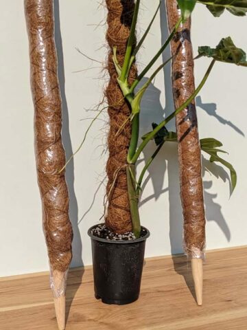 Alternative view of 2 Stackable Coco Grow Poles 34 (inches tall)